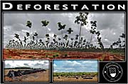 'Deforestation for Rubber Plantations' by Asienreisender